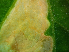 Pegomya