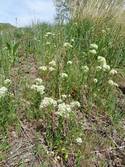 Lepidium appelianum
