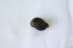 Ampullaceana balthica
