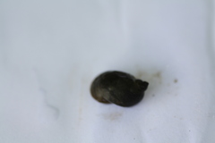 Ampullaceana balthica
