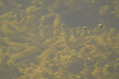Ceratophyllum demersum