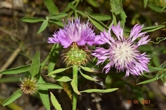Centaurea malacitana