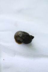 Ampullaceana balthica
