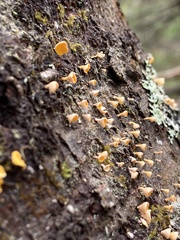 Lachnellula agassizii