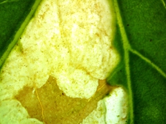 Pegomya