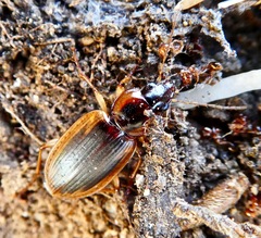 Tanystoma maculicolle