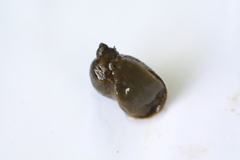 Ampullaceana balthica
