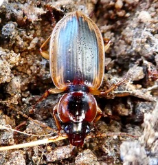 Tanystoma maculicolle