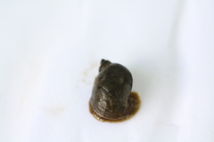 Ampullaceana balthica