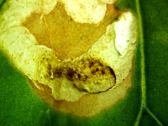 Pegomya