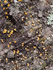 Lachnellula agassizii