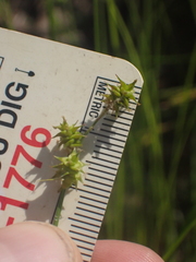 Carex atlantica