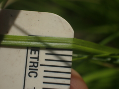 Carex atlantica
