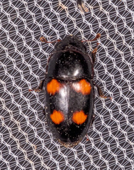 Glischrochilus obtusus