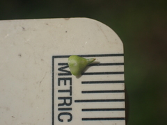 Carex atlantica