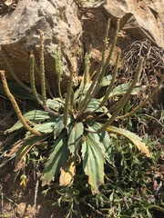 Plantago serraria