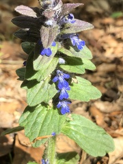 Ajuga genevensis
