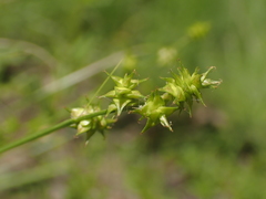 Carex atlantica