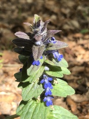 Ajuga genevensis