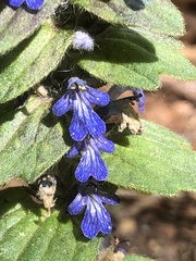 Ajuga genevensis