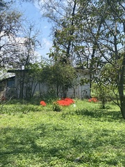 Scadoxus multiflorus multiflorus