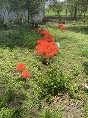 Scadoxus multiflorus multiflorus