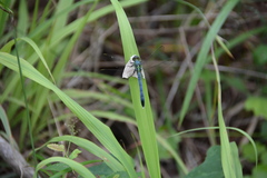 Erythemis simplicicollis