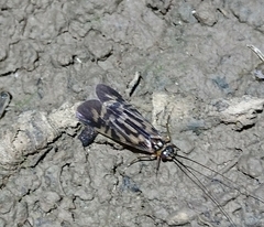 Macrostemum carolina