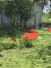 Scadoxus multiflorus multiflorus