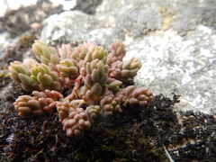 Sedum album