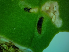 Pegomya