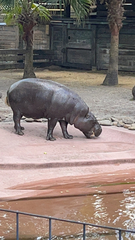Hippopotamidae