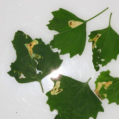 Pegomya
