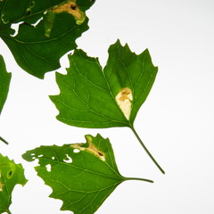 Pegomya