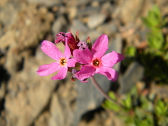 Androsace laevigata