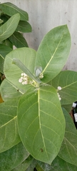 Calotropis procera