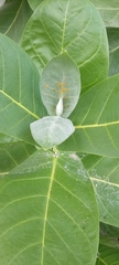 Calotropis procera