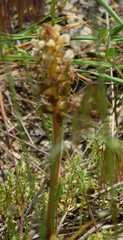 Orobanche amethystea