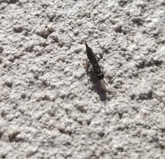 Calosotinae