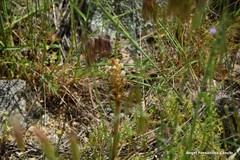 Orobanche amethystea