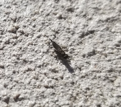 Calosotinae