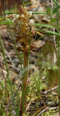 Orobanche amethystea