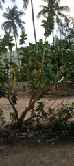 Calotropis procera