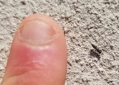 Calosotinae