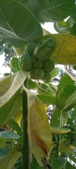 Calotropis procera image