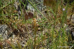 Orobanche amethystea