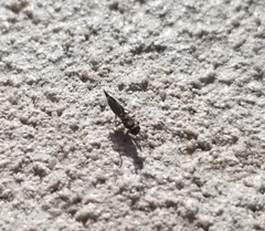 Calosotinae