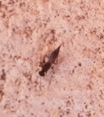 Calosotinae