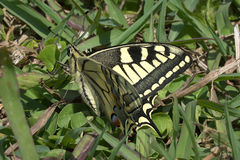 Papilio machaon