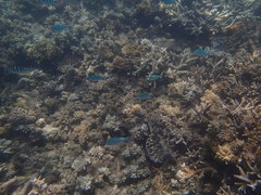 Chromis atripectoralis